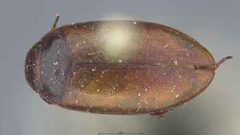 Media type: image;   Entomology 6022 Aspect: habitus dorsal view